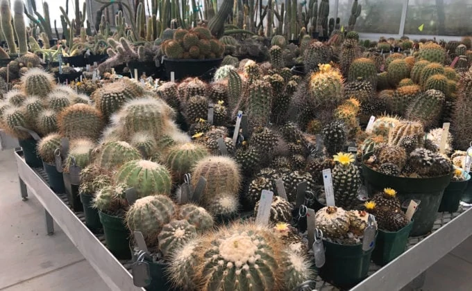 Cacti on table indoors