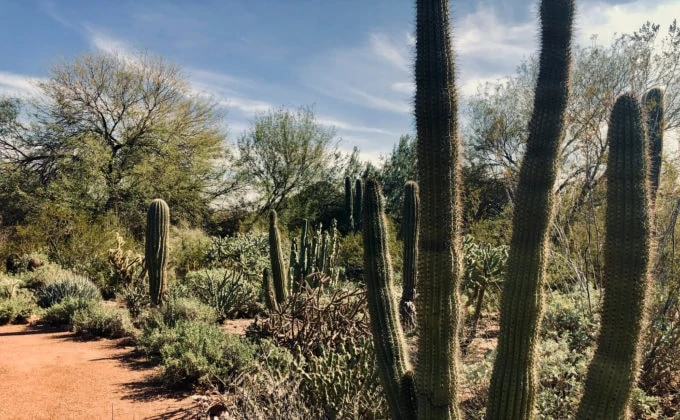 Cacti and landscape at Desert Botanical Gardens