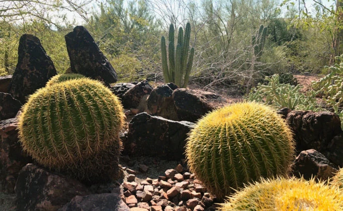 Cacti closeup