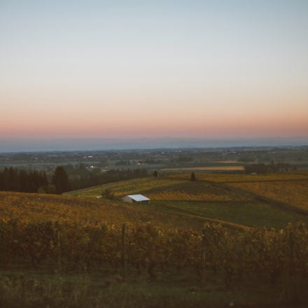 Black Walnut Hospitality Branding Photography Vineyard
