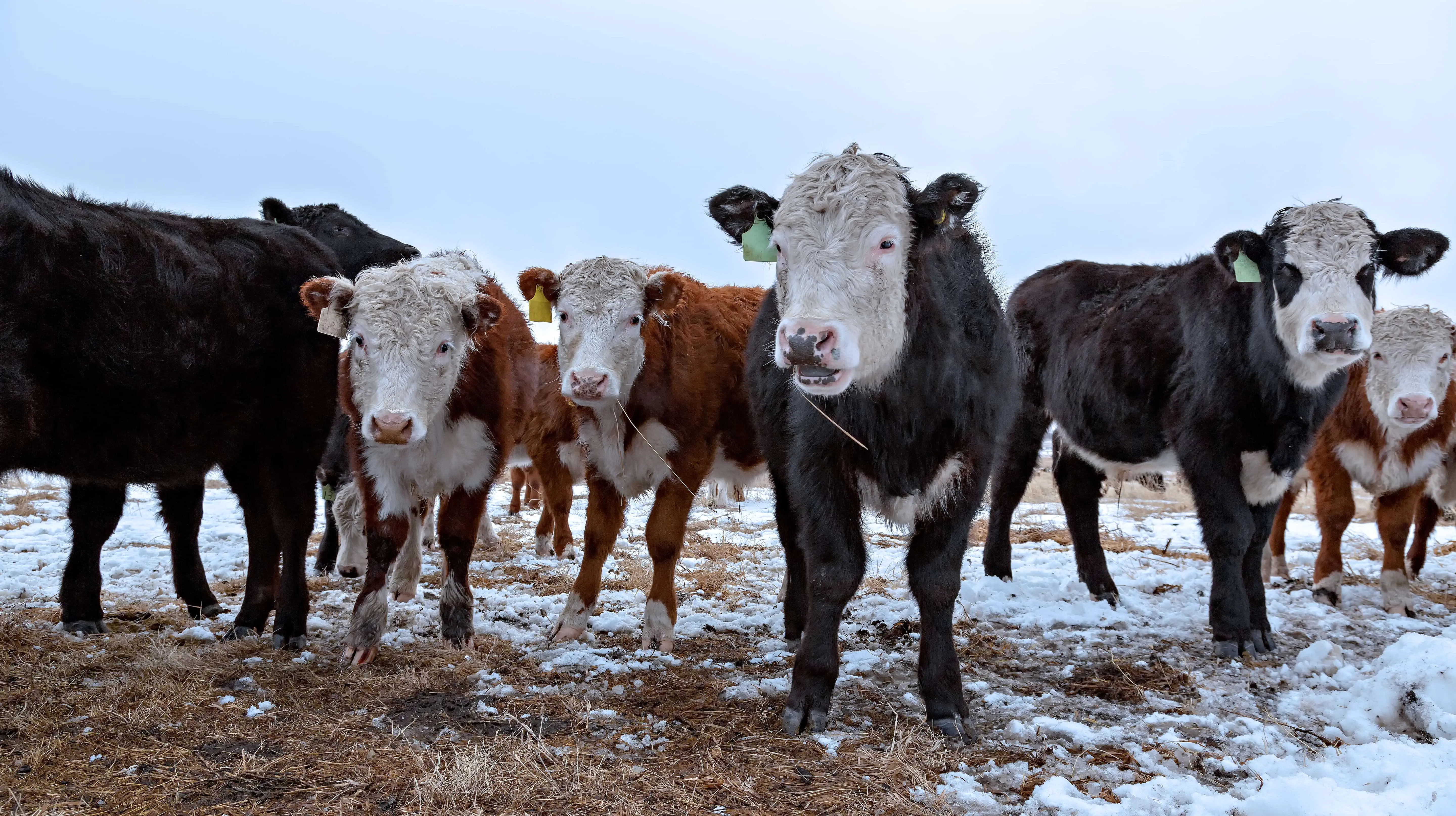 Black Angus cattle from a Painted Hills rancher