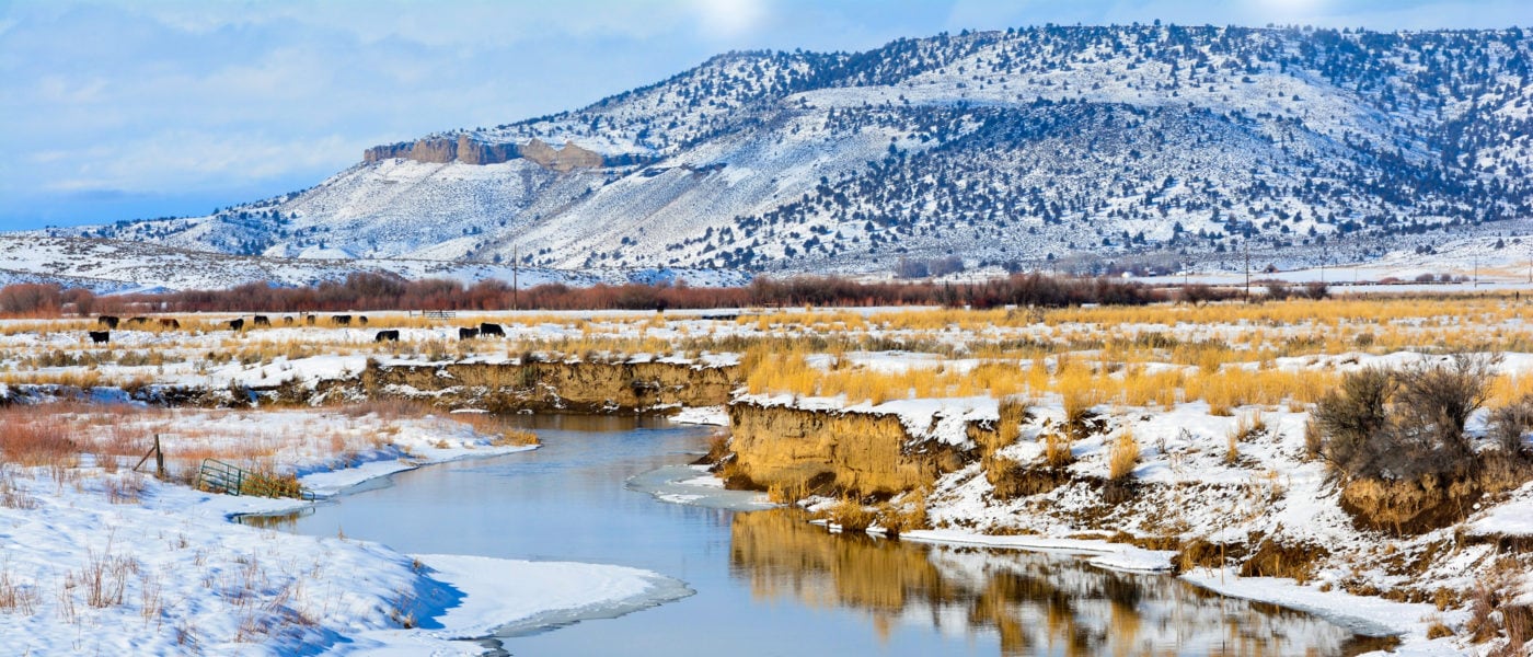 A stream snakes through the Painted Hills; Black Angus grazing in the distance