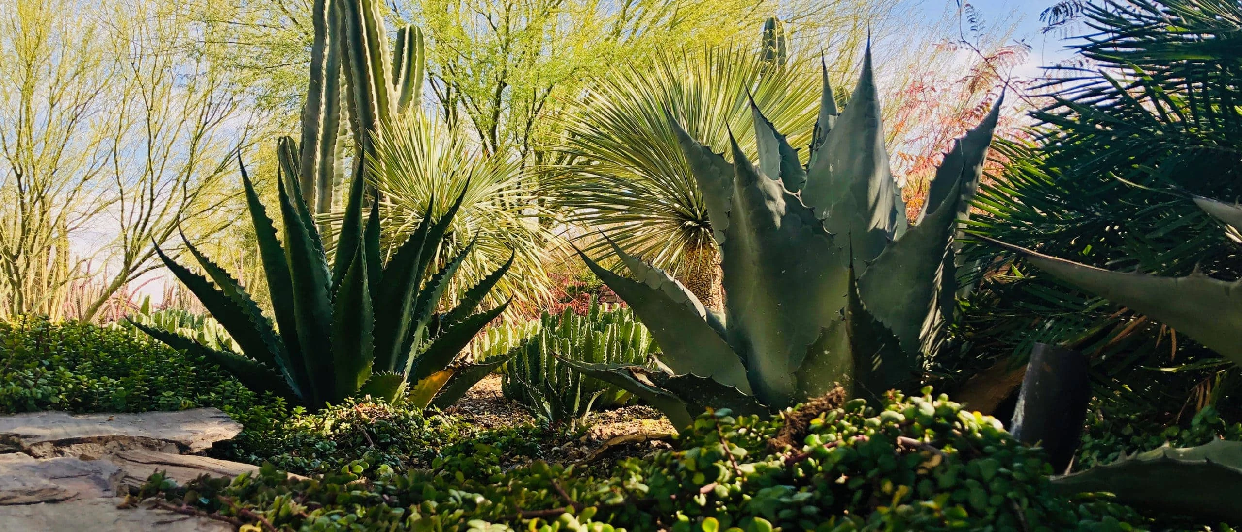 Desert Botanical Garden Nonprofit Brand Strategy