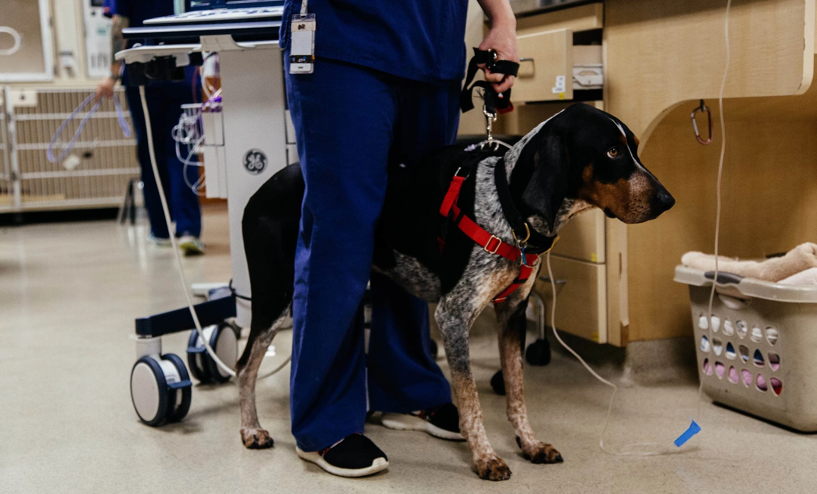 DoveLewis Brand Photography, dog in hospital, Gia Goodrich